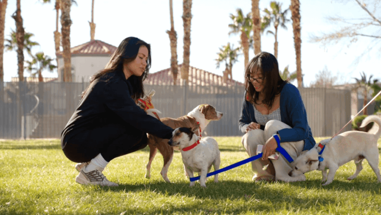 Volunteering with Rescue Animals Hearts Alive Village ReTreat